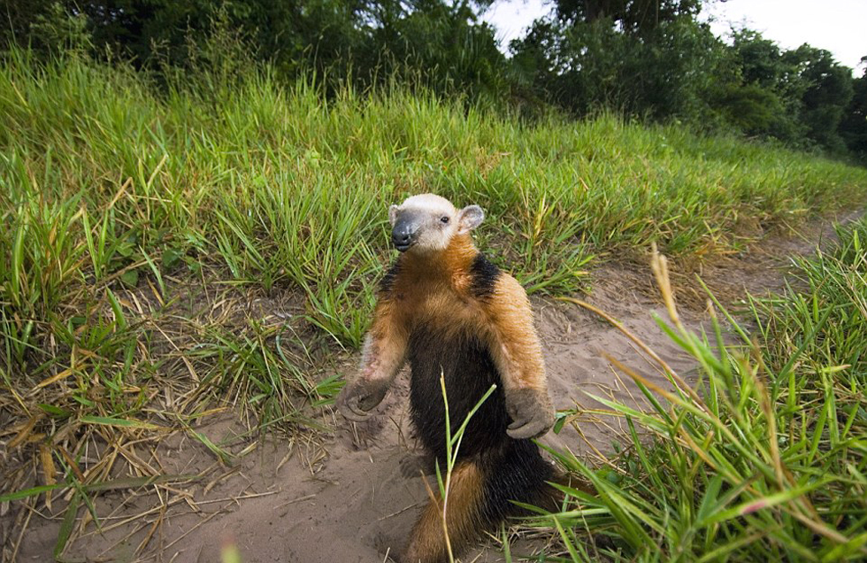 這頭食蟻獸站起來是想在車前顯得自己更高大一點。（網(wǎng)頁截圖）