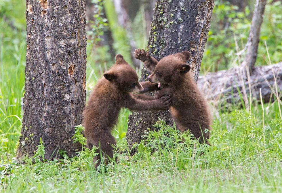 兩只萌噠噠的小熊在一顆大樹下玩躲貓貓，一會突然跳出來嚇唬對方，一會對著彼此做鬼臉，逗趣模樣讓人忍不住捧腹大笑。