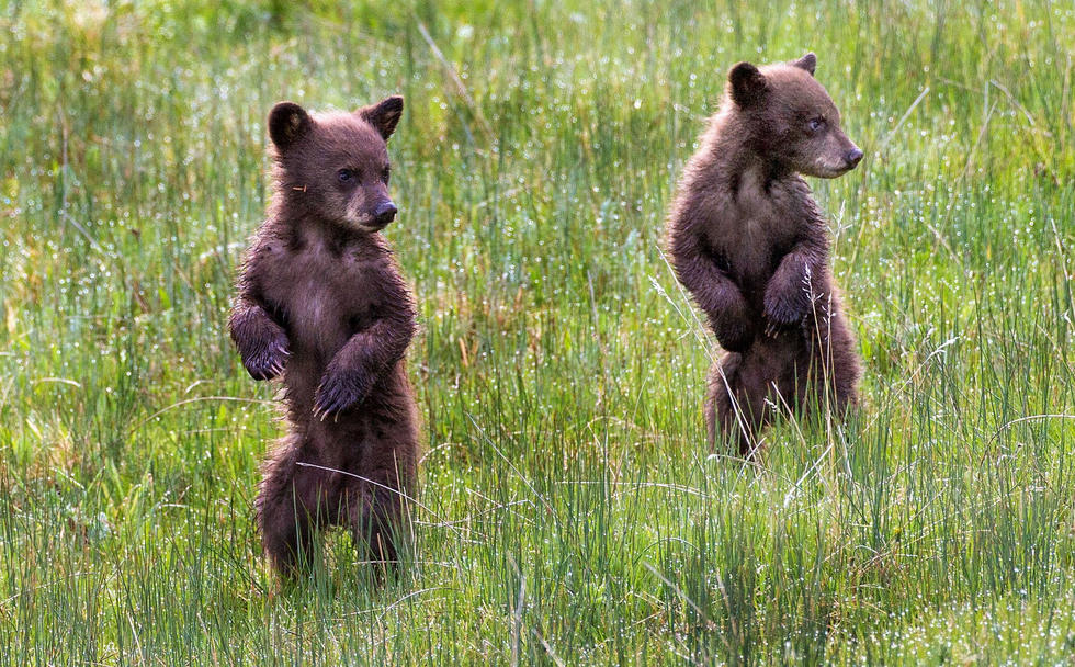 當(dāng)看到這些可愛的小熊照片時(shí)，你的心一定被它們的模樣給萌化了吧！