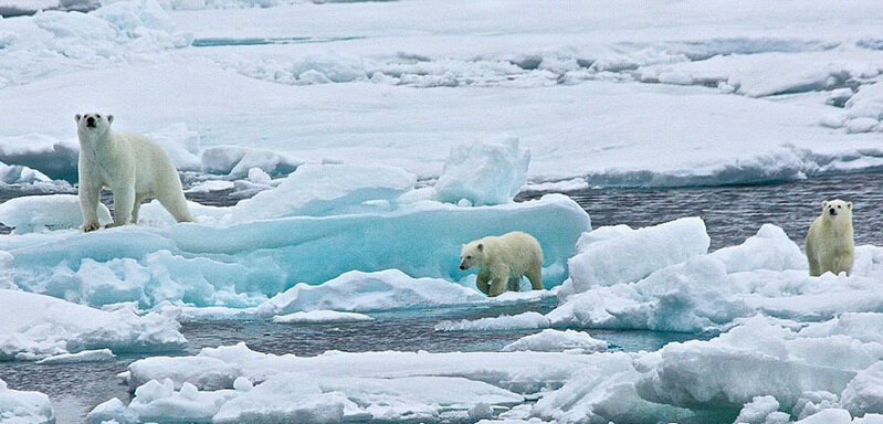 北極熊寶寶起來后看見有攝像機(jī)，便好奇地盯住娜塔西亞手中的機(jī)器。