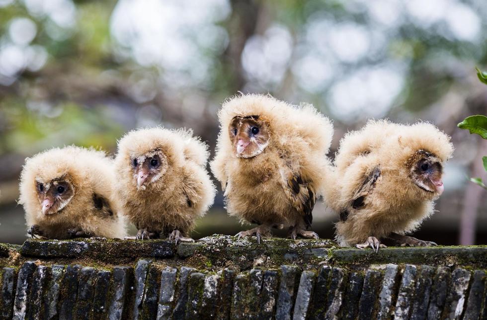 日前，九江市都昌縣蔡嶺鎮(zhèn)的曹女士上山采茶籽時，撿到5只可愛的雛鳥。經(jīng)野保工作人員鑒定，這5只雛鳥為國家二級野生保護(hù)動物猴面鷹，目前已被送往鳥類保護(hù)組織進(jìn)行救護(hù)。
