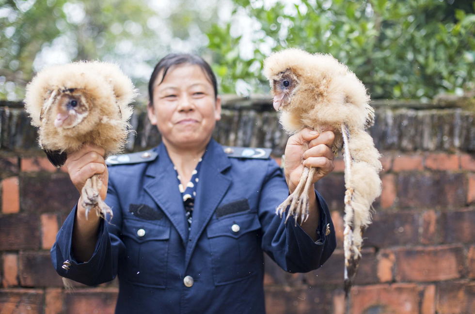 11月6日，記者聯(lián)系上都昌縣的村民危億玲，她是撿到雛鳥的曹女士的兒媳。她向記者介紹，稱他們家住在蔡嶺鎮(zhèn)北炎村港邊舍自然村，她婆婆11月4日下午上山采茶籽時，在樹下發(fā)現(xiàn)了5只可愛的雛鳥并帶回了家。