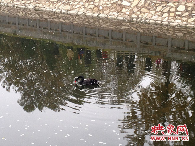 受傷的黑天鵝迫降鄭州金水河。