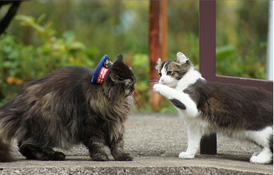 日本福島縣實習(xí)貓站長Love上任