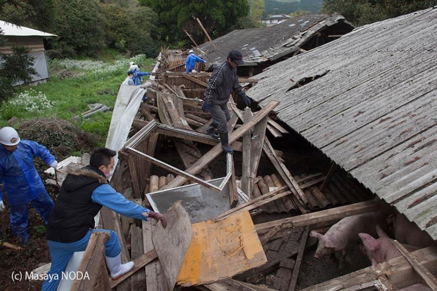 熊本地震后現(xiàn)“豬堅強(qiáng)” 救出后被送屠宰場