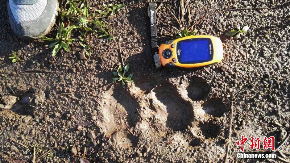 黑龍江老爺嶺保護(hù)區(qū)多次拍到野生東北虎、豹影像