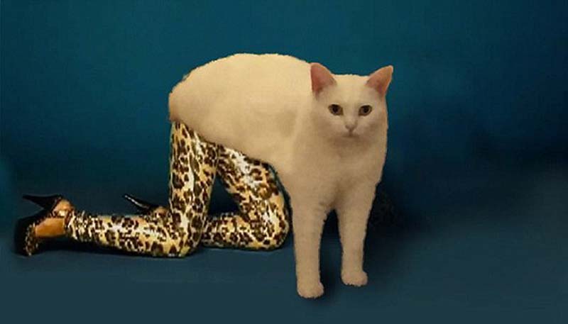 喵星人奇葩坐姿遭惡搞 網友腦洞大開