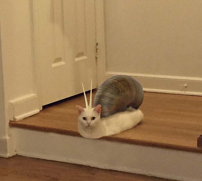 喵星人奇葩坐姿遭惡搞 網友腦洞大開