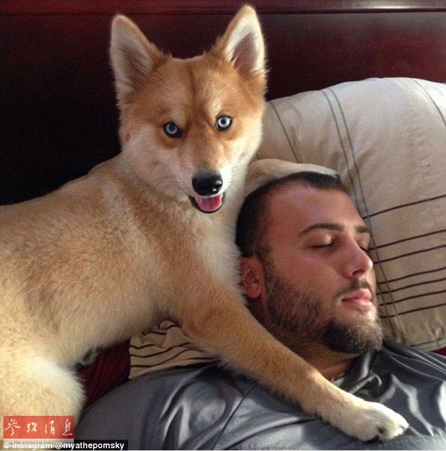 狐貍還是狗？藍(lán)眼睛萌寵走紅網(wǎng)絡(luò)