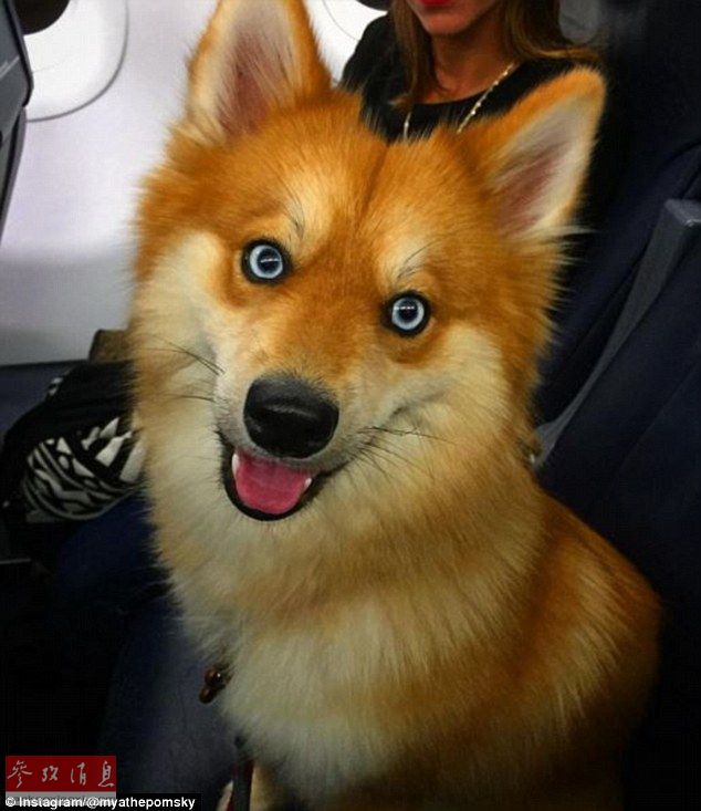 狐貍還是狗？藍(lán)眼睛萌寵走紅網(wǎng)絡(luò)