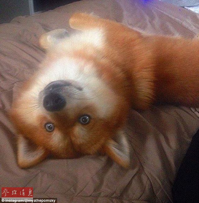 狐貍還是狗？藍(lán)眼睛萌寵走紅網(wǎng)絡(luò)