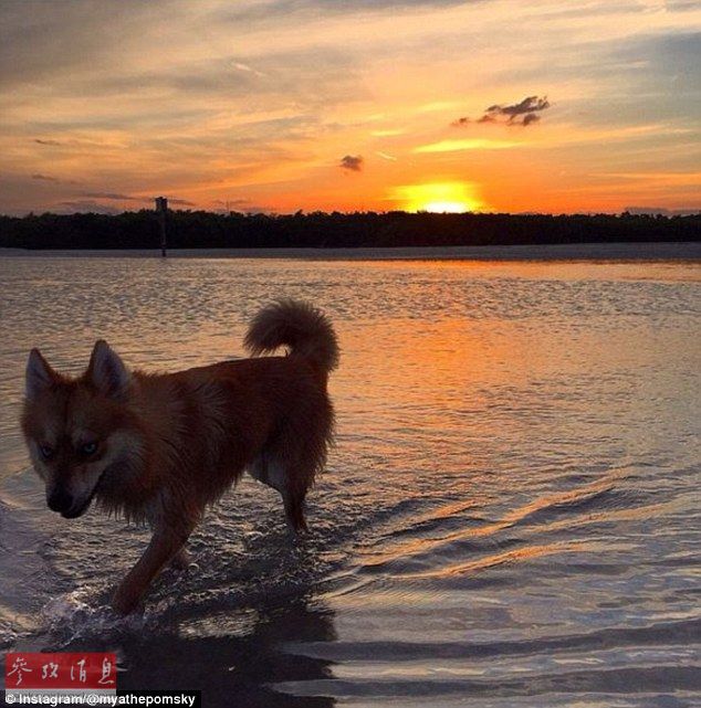 狐貍還是狗？藍(lán)眼睛萌寵走紅網(wǎng)絡(luò)