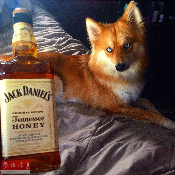 狐貍還是狗？藍(lán)眼睛萌寵走紅網(wǎng)絡(luò)