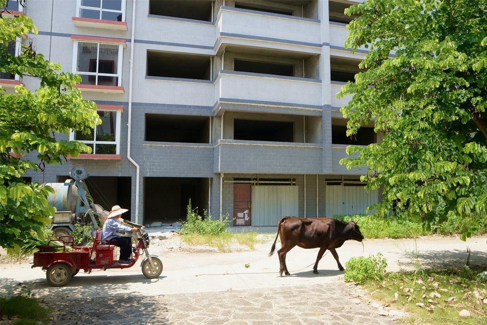 2016年7月26日，村民在廣西來賓市忻城縣隆達(dá)山水福城荒廢別墅間放牛。