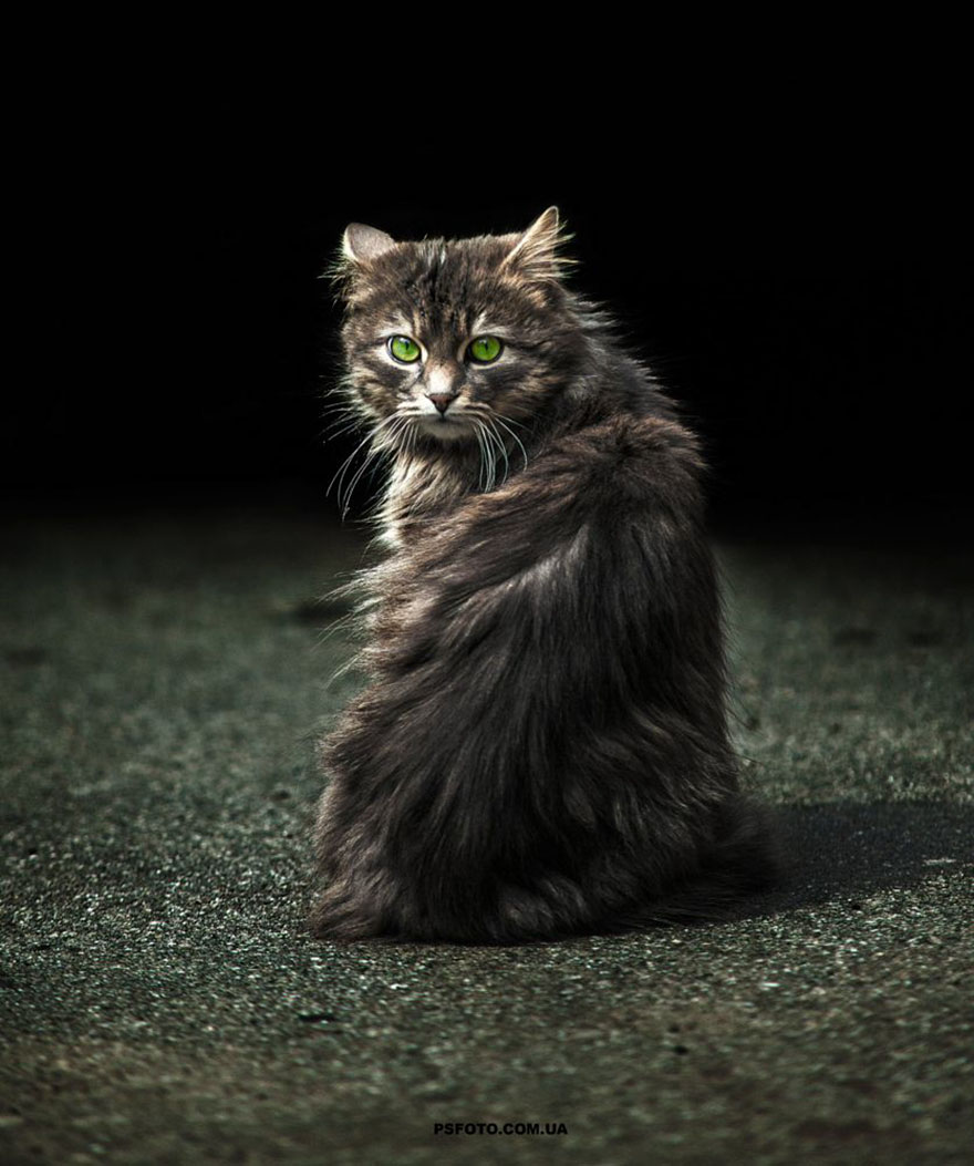 它們都是表情帝！一組不可思議的動物肖像