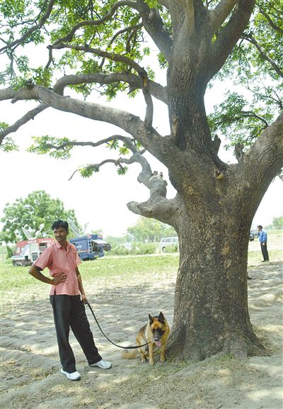 兩名少女在這棵樹上被吊死。