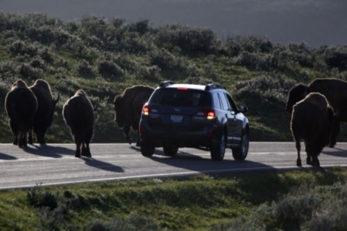 警方已經(jīng)派出大量工作人員、警犬和飛行器在當?shù)卣归_搜尋