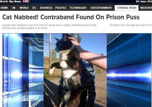 資料圖：2013年，俄羅斯獄警也曾抓獲身負(fù)手機(jī)和充電寶的貓，它本想混進(jìn)俄羅斯科密地區(qū)一座監(jiān)獄