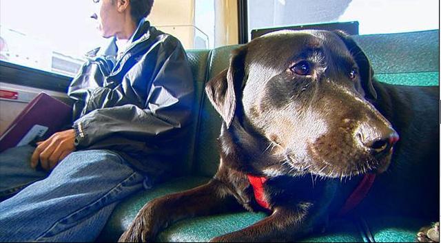 伊柯麗斯(Eclipse)搭乘公車。