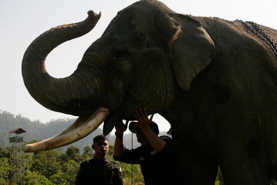 圖為大象巡邏隊(duì)里的大象。來源：法新社。