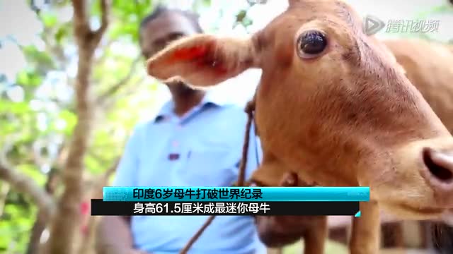 印度6歲母牛打破世界紀(jì)錄 身高61.5厘米最迷你截圖 印度6歲母牛打破世界紀(jì)錄 身高61.5厘米最迷你截圖