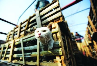 貨車上被販運(yùn)的貓。 記者陳亮 攝