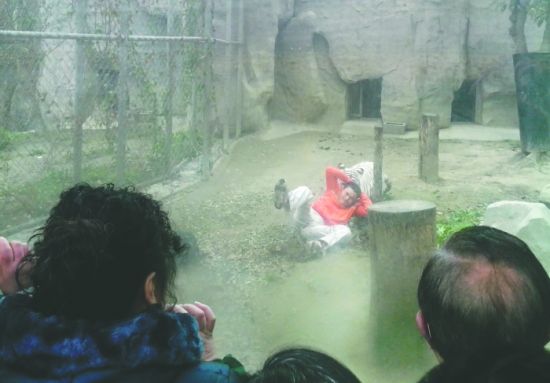 昨日，成都動物園，男子進(jìn)入白虎活動區(qū)后被白虎拖行。動物園出動50多人成功營救下他