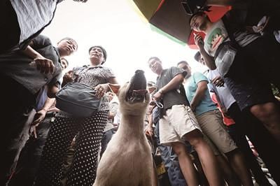 一只狗被動保人士與狗販子圍在中間，等待兩方的討價還價后決定去向