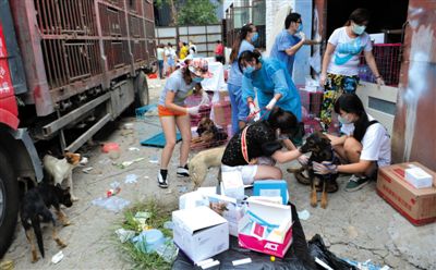 昨日下午，志愿者對攔截下來的狗逐一檢查，分類進行管理。新京報記者 吳江 攝