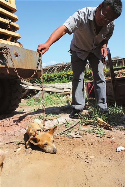 西夏區(qū)農(nóng)牧局工作人員在仔細(xì)觀察該動物。