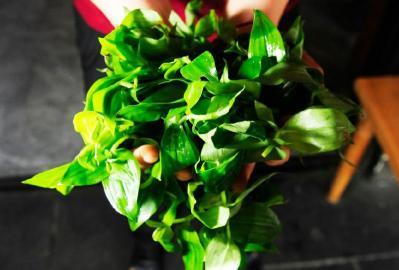 四川多個(gè)景區(qū)農(nóng)家樂賣不明野菜 野芹毒芹分不清