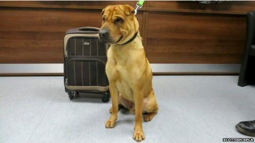 蘇格蘭動物權(quán)益慈善組織已經(jīng)通過芯片查出這只小狗的名字叫凱。