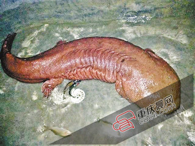 巫山抱龍鎮(zhèn)的超級(jí)娃娃魚(yú)。