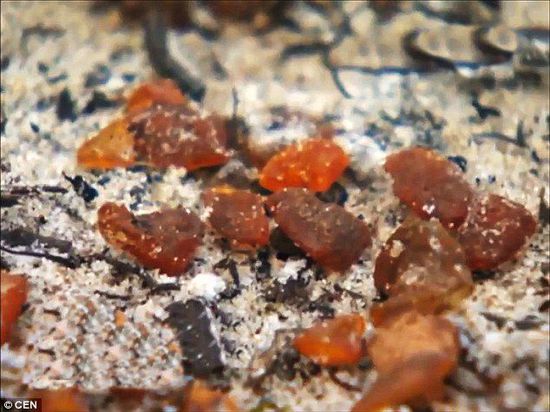 波羅的海的一場暴風雨將琥珀卷到了岸上，這里包攬了全球90%的琥珀產(chǎn)量。