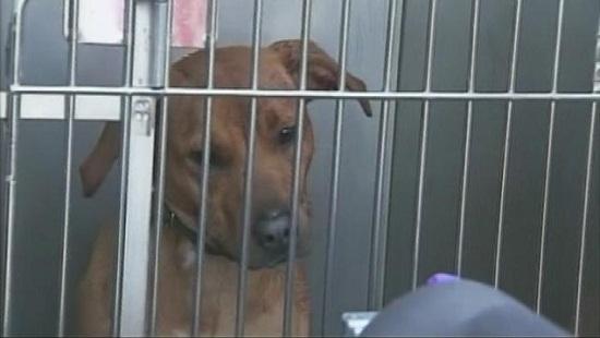 圖為當時襲擊艾琳的兩只惡犬其中之一。