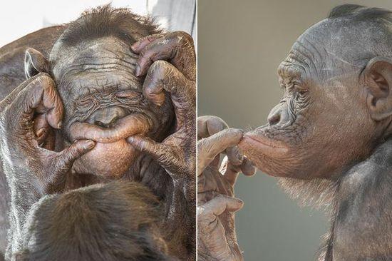 黑猩猩擺各種姿勢拍照。