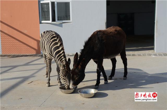 圖斑馬和驢子在一起共同進(jìn)食。