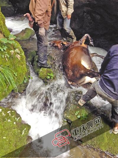 黃牛掉到懸崖下的小溪中。