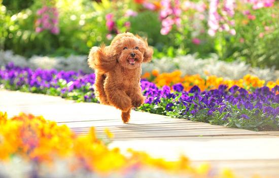 科學家教你如何與寵物關(guān)系更密切：跟狗狗對視