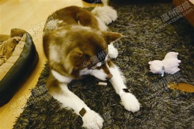 說到蘋果表，昨天的網(wǎng)友大為感嘆：人比人，氣死人了。不！是人比狗，氣死人。