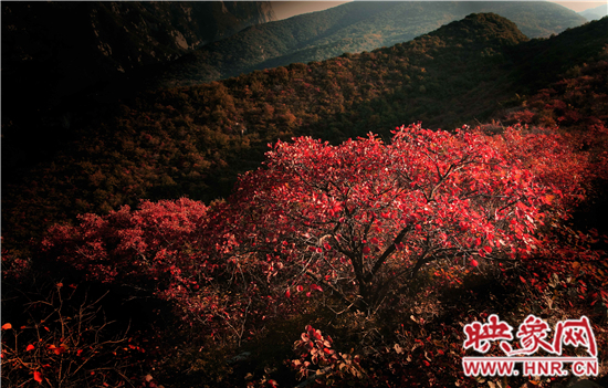 2014年第五屆嵩山紅葉節(jié)將于10月26日盛大開幕