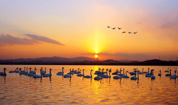 “天鵝城”河南三門峽為白天鵝劃定16萬(wàn)畝保護(hù)區(qū)