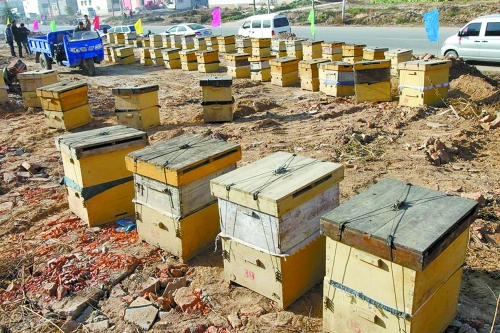 這些蜜蜂箱沿路依次擺放,綿延近千米。