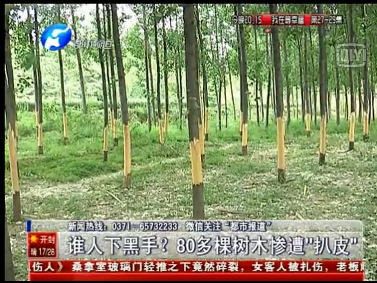 80多棵樹被“扒皮” 誰痛下黑手？