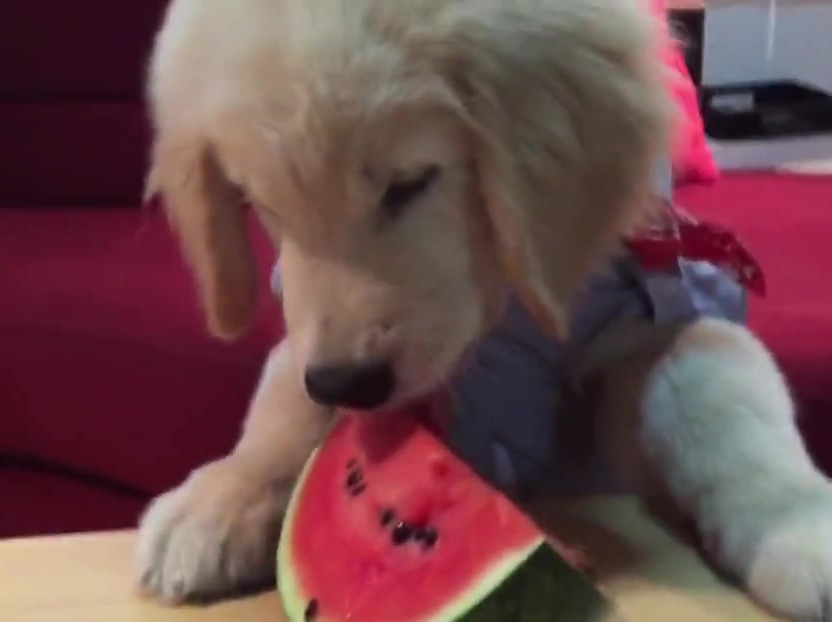 超萌金毛啃西瓜！夏天來(lái)了汪星人也要消暑??！