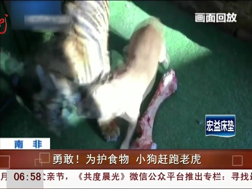 勇敢！為護(hù)食物 小狗趕跑老虎