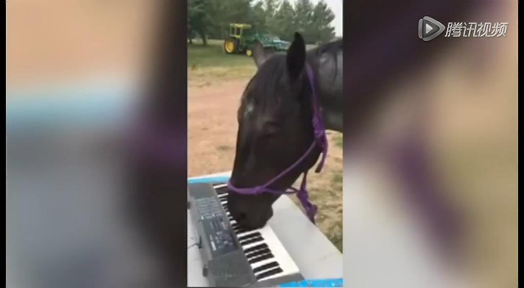 這只逆天的馬會(huì)彈琴！