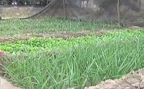 生態(tài)廊道變菜園 誰干的？