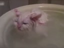 喜歡在盆里暖浴喵咪！這貨太懶了