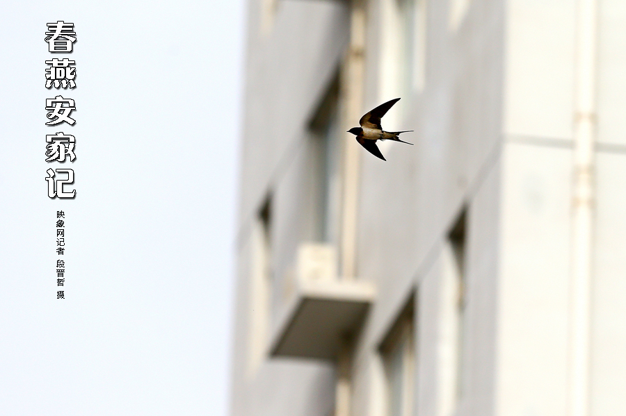 為了愛巢，每天奔波在樓宇間不斷努力